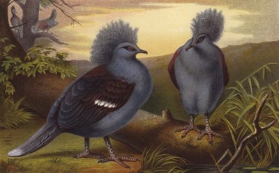 Krontauben 作者 欧洲学校