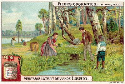 Lily of the valley (chromolitho) 作者 欧洲学校