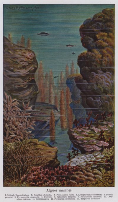 海洋藻类（彩色石版） 作者 欧洲学校