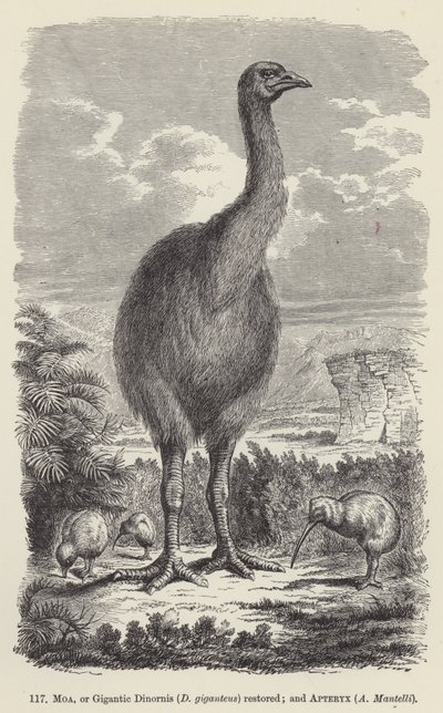 Moa, or Gigantic Dinornis (D giganteus) restored; and Apteryx, A Mantelli (engraving) 作者 欧洲学校