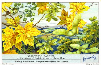 挪威槭（Acer platanoides）（chromolitho） 作者 欧洲学校