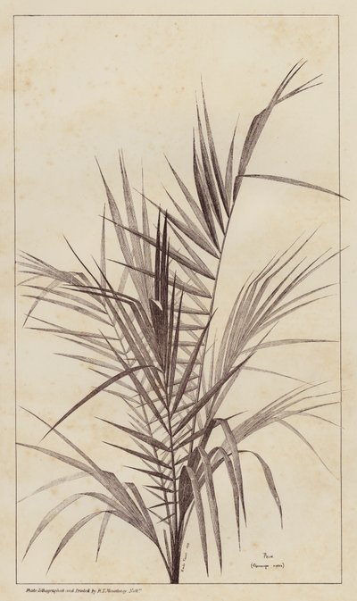 棕榈，Chamaerops Exelsa（石版画） 作者 欧洲学校