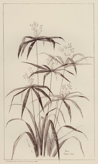 棕榈香柏（石版） 作者 欧洲学校