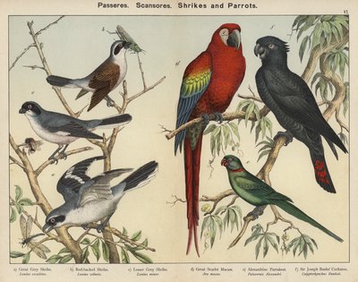 Passeres、Scansores、Shrikes 和 Parrots（彩色石版画） 作者 欧洲学校