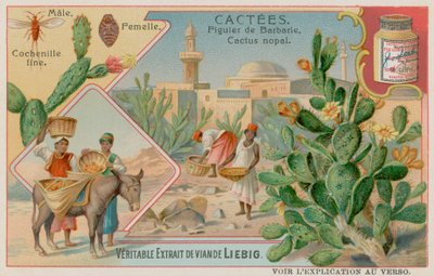 仙人掌（Cactus Nopal）和胭脂虫甲虫 作者 欧洲学校