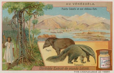Puerto Cabello及其堡垒与Tapir和食蚁兽 作者 欧洲学校