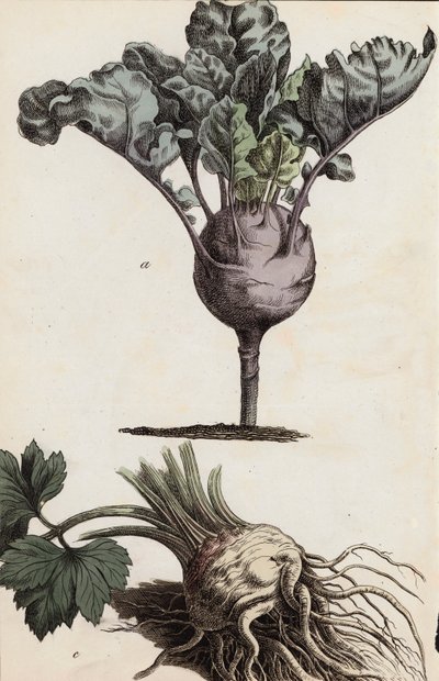 根茎类蔬菜（彩色平版印刷） 作者 欧洲学校