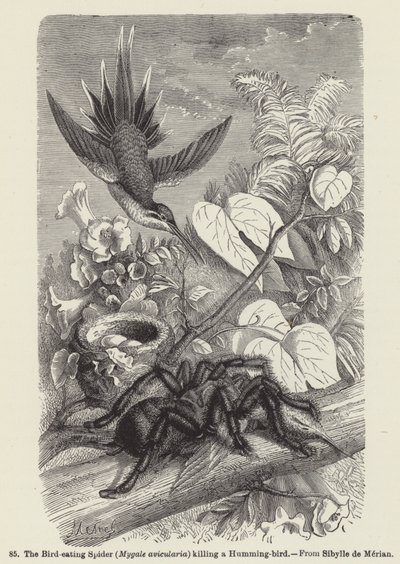 食鸟蜘蛛 (Mygale avicularia) 杀死一只蜂鸟 (雕刻) 作者 欧洲学校