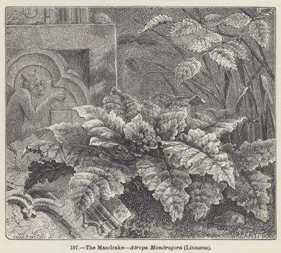 The Mandrake, Atropa Mandragora, Linnaeus (engraving) 作者 欧洲学校