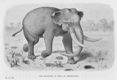俄亥俄州的乳齿象，M Americanus (litho) 作者 欧洲学校