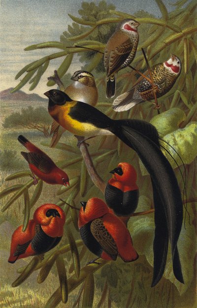 Webervogel 作者 欧洲学校
