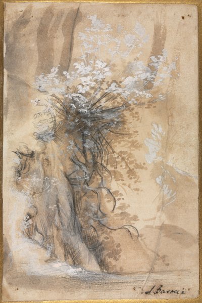 侵蚀堤岸上的花丛 作者 费德里科·巴罗奇