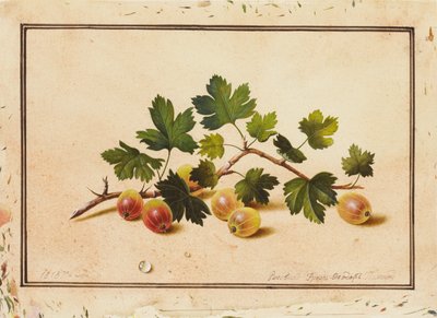 醋栗，1818年 作者 费多·彼得罗维奇·托尔斯泰