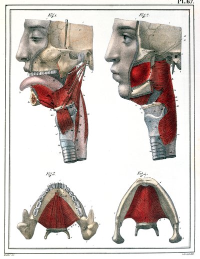 喉咙和下巴的解剖，来自Jules Cloquet（1790-1883）1825年的“Manuel d&39;Anatomie描述性军团Humain” 作者 费耶