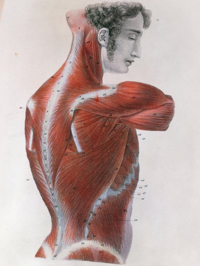 1825年巴黎，Jules Germain Cloquet（1790-1883）的“人体手法描述性解剖学”中的鞭状躯干 作者 费耶