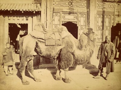 带手柄的双峰驼，1860年（照相凹版） 作者 菲利斯·比托（Felice Beato）