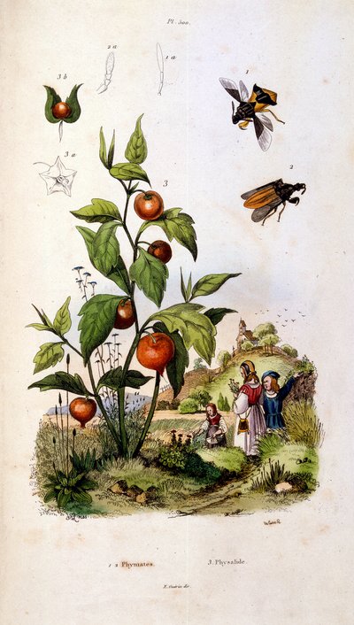 F. E. Guerin 绘制的植物学和动物学插图。选自 Dictionnaire pittoresque d