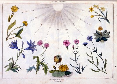 F. E. Guerin 绘制的植物插图。选自 Dictionnaire pittoresque d