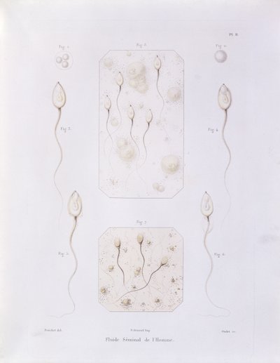来自1847年巴黎Oudet雕刻的Felix-Archimede Pouchet（1800-72）的自发参与和哺乳动物和人类物种的积极理论的精液（彩色英格兰） 作者 菲利克斯·阿基米德小包