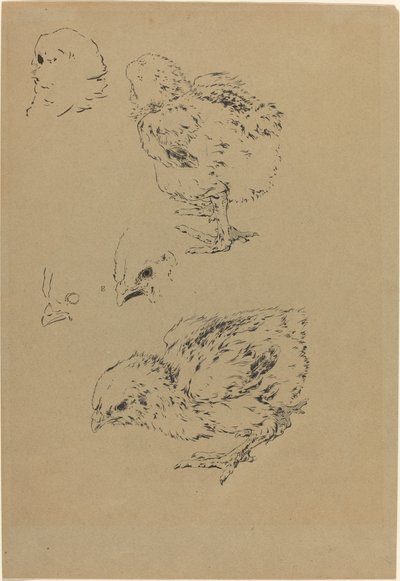 小鸡 作者 费利克斯·布拉克蒙德
