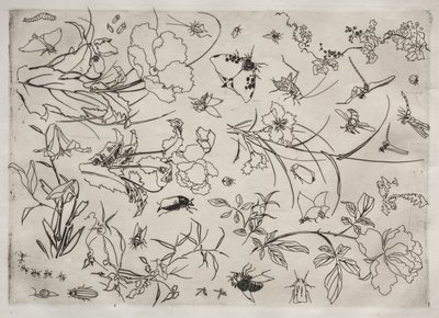 晚餐服务（卢梭服务）：花与昆虫（第 15 号） 作者 费利克斯·布拉克蒙德