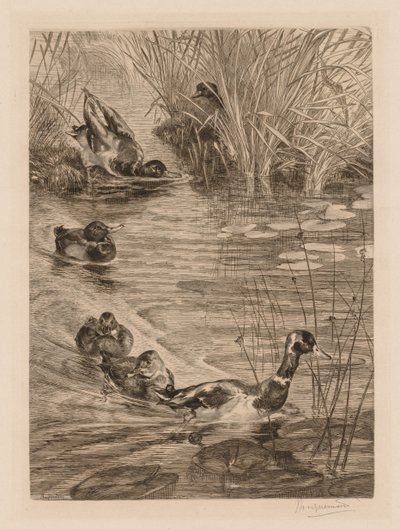 鸭子在玩c。 1870年。 作者 费利克斯·布拉克蒙德