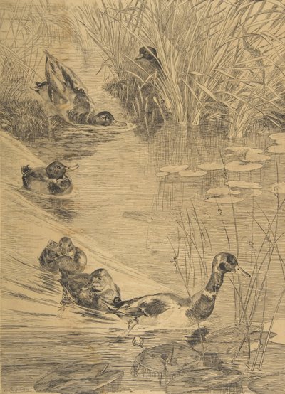 鸭群，1850-1914。 作者 费利克斯·布拉克蒙德
