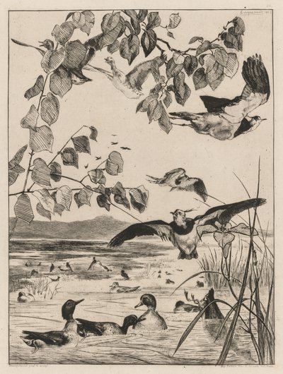 田p和小野鸭，1862年。 作者 费利克斯·布拉克蒙德