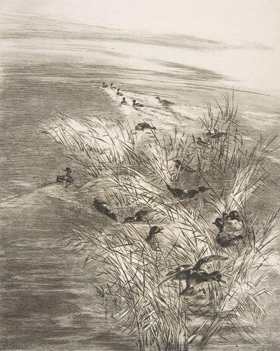Roseaux and Sarcelles, 1882年。 作者 费利克斯·布拉克蒙德