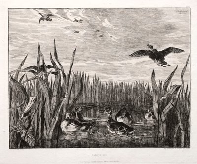 蒂尔（Teals），1853年印制于1864年。 作者 费利克斯·布拉克蒙德