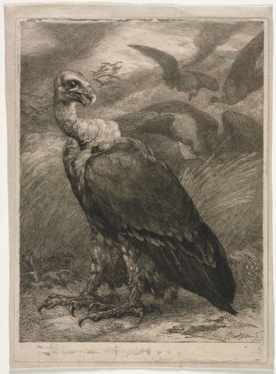 秃ul，1904年。 作者 费利克斯·布拉克蒙德