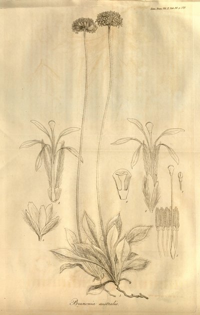 这是Tab。 28摘自伦敦林奈学会交易第十卷，于1811年出版 作者 费迪南德·鲍尔