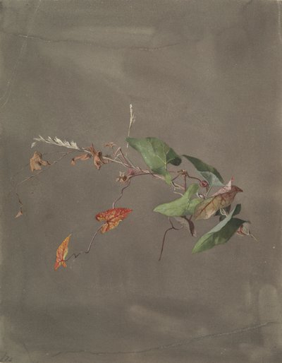 束草 作者 菲迪利亚·布里奇斯