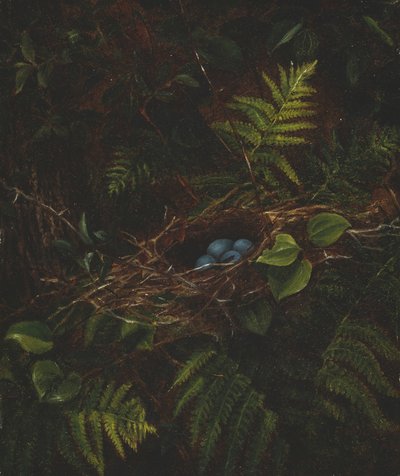 燕窝和蕨类植物，1863年。 作者 菲迪利亚·布里奇斯
