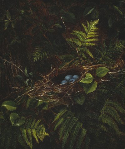 鸟巢和蕨类植物，1863年 作者 菲迪利亚·布里奇斯