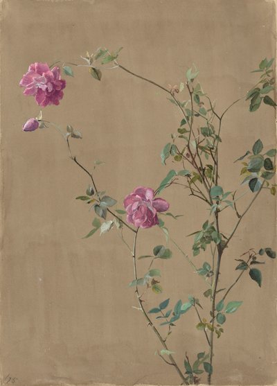 粉红色的玫瑰 作者 菲迪利亚·布里奇斯