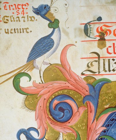 Missal 515 f.28v奇幻鸟，人头站在一个历史悠久的初始角落，细节来自于1449年之前执行的合唱团书籍56724的细节 作者 Filippo di Matteo Torelli