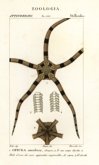 脆星棘皮动物，Ophiomastix annulosa，Ophiura annulosa 作者 菲诺奇菲诺奇