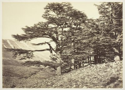 黎巴嫩雪松，约1870年。 作者 菲利克斯邦菲尔斯