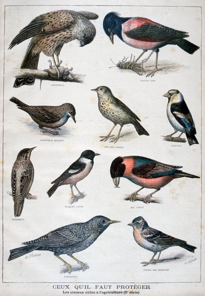 受保护并有助于农业的鸟类，1897年 作者 福尔莫内