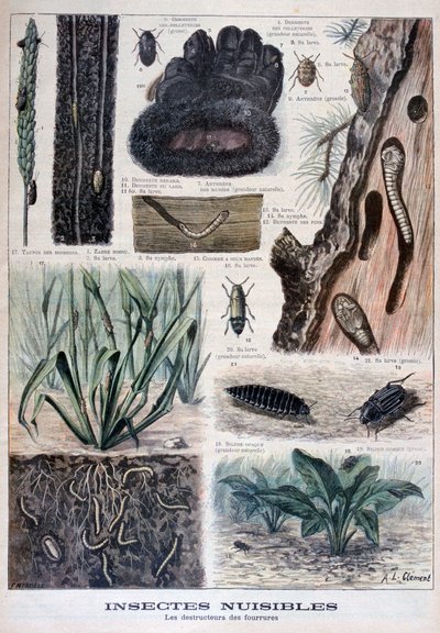 有害于皮毛的昆虫，1897年 作者 福尔莫内
