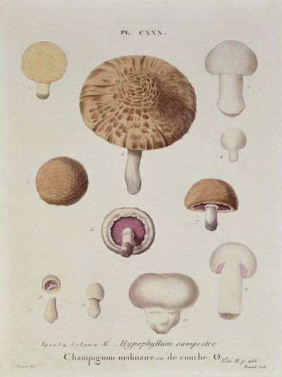 Hypophyllum campestre或野外蘑菇，来自JH Leveille的&39;Iconographie des Champignons de JJ Paulet&39;的盘子，由Renard雕刻，1855年 作者 福西尔
