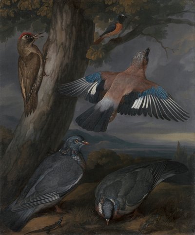 Jay, Green Woodpecker, Pigeons, and Redstart 作者 弗朗西斯·巴洛