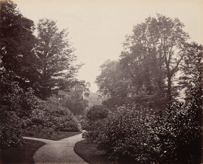 亚历山德拉公园的小径，约 1863 年（照片1863 年（照片） 作者 弗朗西斯·贝德福德