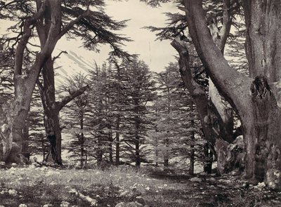 黎巴嫩雪松，约1857年。 作者 弗朗西斯·弗里斯