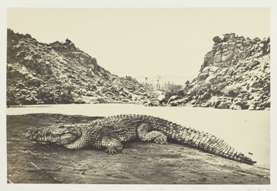 沙岸上的鳄鱼 作者 Francis Frith