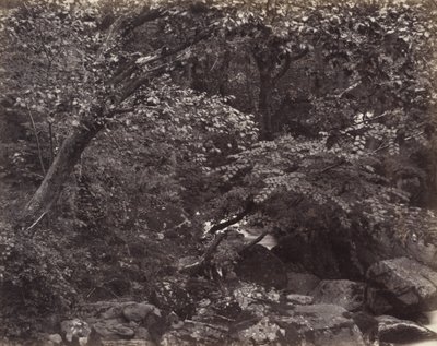 林茅斯谷，19世纪60年代 作者 弗朗西斯·弗里斯