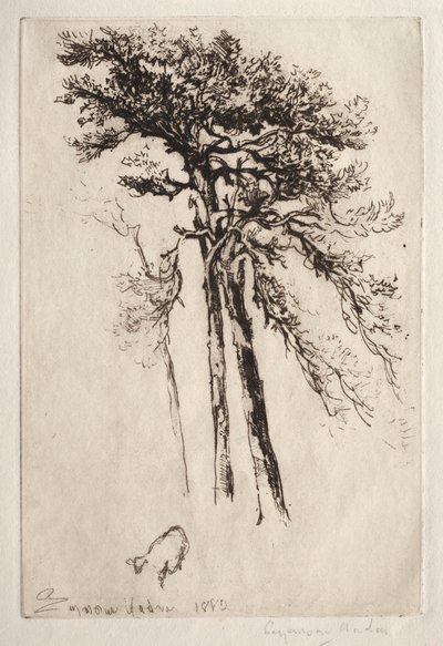 最新树木，1882年。 作者 弗朗西斯·西摩·哈登（Francis Seymour Haden）