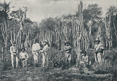 坎波斯，1895年 作者 弗朗西斯科·亨斯勒