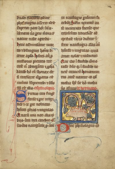 来自路德维希小姐XV 4的刺猬，如下。 82，c.1280-1300（蛋彩画，笔和墨水，金箔和羊皮纸上的颜料） 作者 佛朗哥佛兰德学校